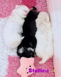 Chihuahua cuccioli pelo lungo