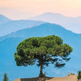 Pino d'Aleppo (Pinus Halepensis) Pino Domestico