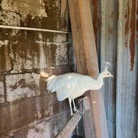 Pavone femmina bianco