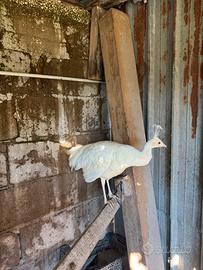 Pavone femmina bianco