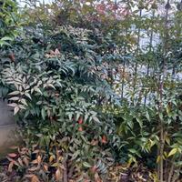 Piante dentro e fuori casa