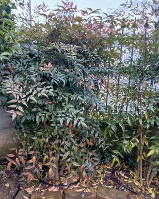 Piante dentro e fuori casa