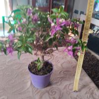 BONSAI BOUGAINVILLEA 35x15x10