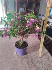 BONSAI BOUGAINVILLEA 35x15x10