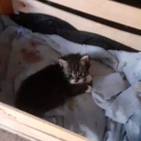 Cucciolo gatto