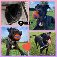 Cane pitbull femmina dolcissima