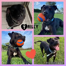 Cane pitbull femmina dolcissima