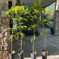 Piante tropicali professionali
