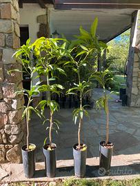 Piante tropicali professionali