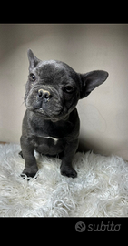 Bulldog francesi blu