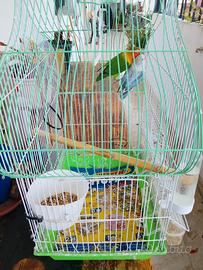 Coppia di inseparabili fisher