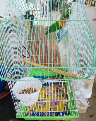 Coppia di inseparabili fisher