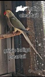 Parrocchetto dal collare cleartail