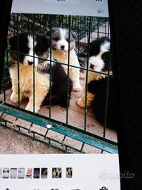 Cuccioli pastore australiano