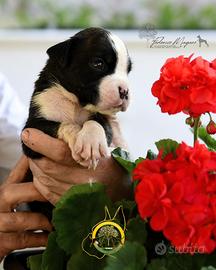 Boxer cuccioli
