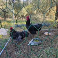 Due galli "Australorp"