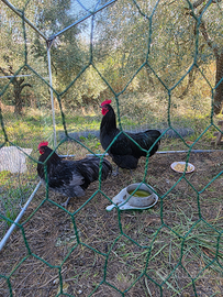 Due galli "Australorp"