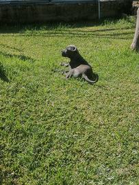 Cuccioli Cane Corso italiano
