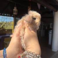 Ultimi cuccioli minilop