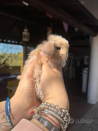 Ultimi cuccioli minilop