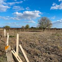Terreno agricolo vicino al paese