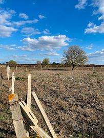 Terreno agricolo vicino al paese