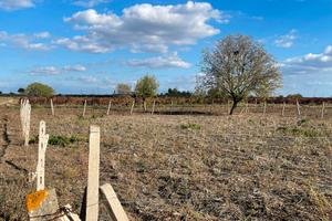 Terreno agricolo vicino al paese