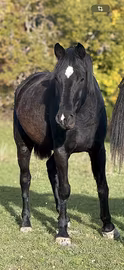 Cavalla