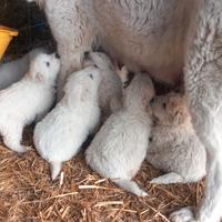 Cuccioli di pastore Maremmano