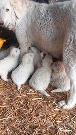 Cuccioli di pastore Maremmano