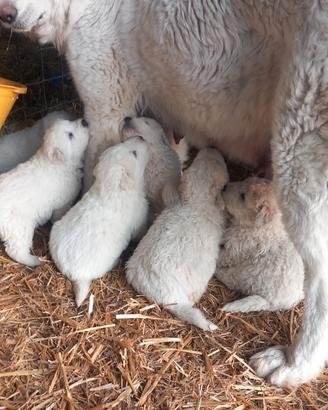 Cuccioli di pastore Maremmano