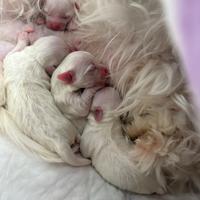 Maltese toy