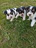 biewer-terrier