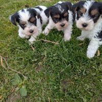 Biewer terrier