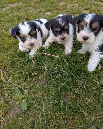 Biewer terrier