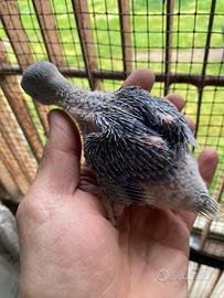 Pulli parrocchetto dal collare