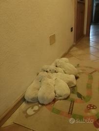 Cuccioli di Golden retriever