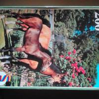 Puzzle Schmidt, coppia cavalli