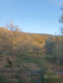 Terreno oliveto