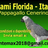 Pappagallo cenerino baby