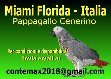 Pappagallo cenerino baby