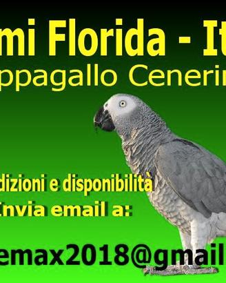 Pappagallo cenerino baby