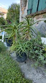 aloe arborescens grande 