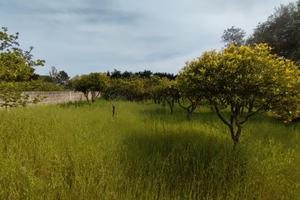 Terreno in San Cesario di Lecce