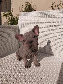 Cucciolo bulldog exotic BIG ROPE VELVET