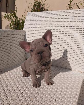 Cucciolo bulldog exotic BIG ROPE VELVET