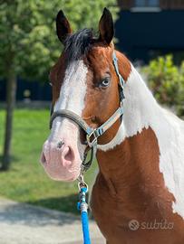 Stallone Paint horse per monte