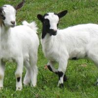 Caprette nane tibetane