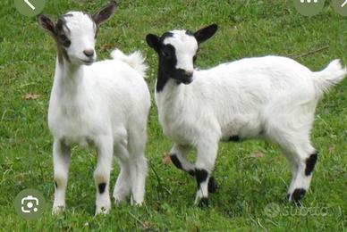 Caprette nane tibetane