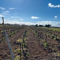Terreno agricolo con vigneto